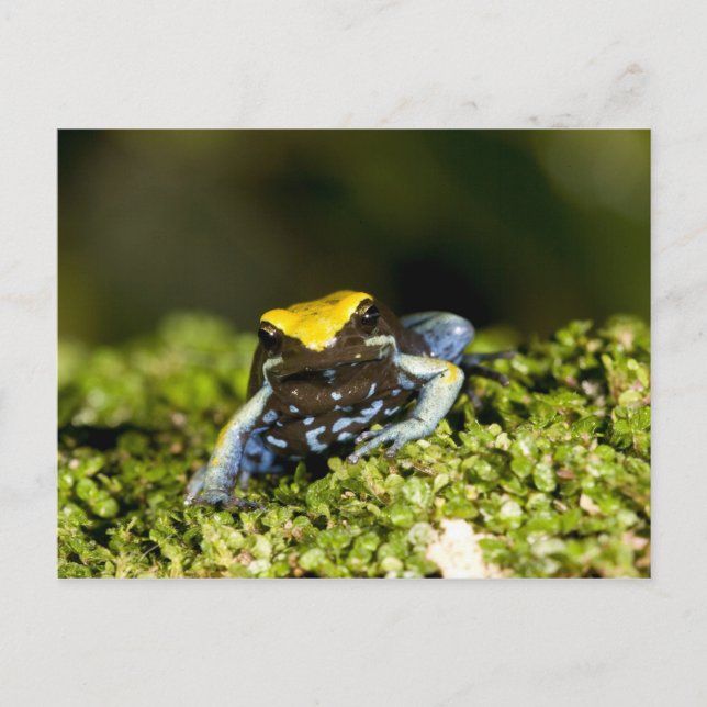 Cartão Postal Mantela-de-orelha-preta, Mantella expectata, 2 (Frente)