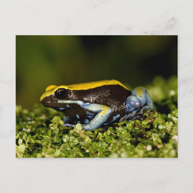 Cartão Postal Mantella, Mantella expectata, (Frente)