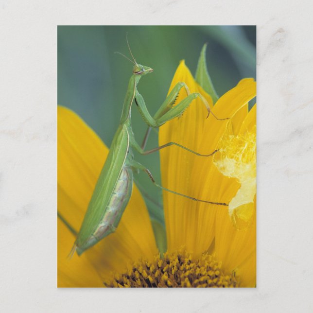 Cartão Postal Mantis religiosa fêmea (Frente)