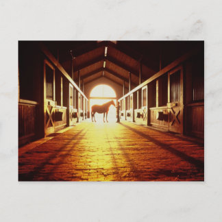 Cartão Postal Mãos Estáveis