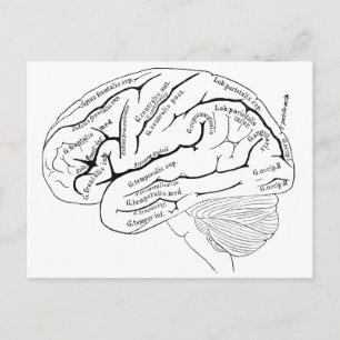 Cartão Postal Mapa do Cérebro do Século 19 - presente de arte vi