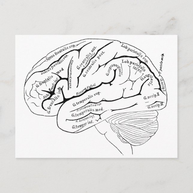 Cartão Postal Mapa do Cérebro do Século 19 - presente de arte vi (Frente)