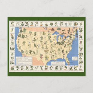 Cartão Postal Mapa dos Remédios à Base de Plantas