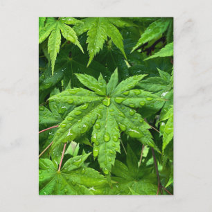 Cartão Postal Mapeamento em Primavera