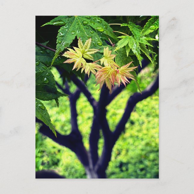 Cartão Postal Mapeamento em Primavera (Frente)