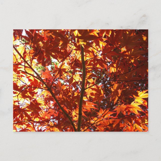 Cartão Postal Mapeamento Japonês no Sol (Frente)