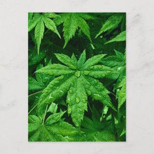 Cartão Postal Mapeamento VERDE em Primavera