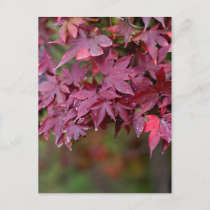 Cartão Postal Maple I