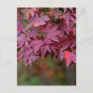 Cartão Postal Maple I