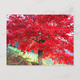 Cartão Postal Maple japonês: Folhas de outono [Cartão postal]