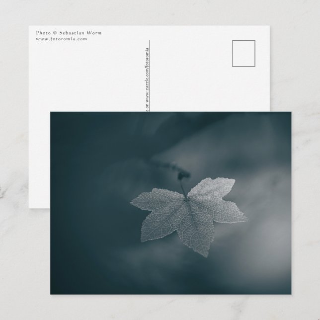 Cartão Postal Maple Leaf Nature Photo (Frente/Verso)