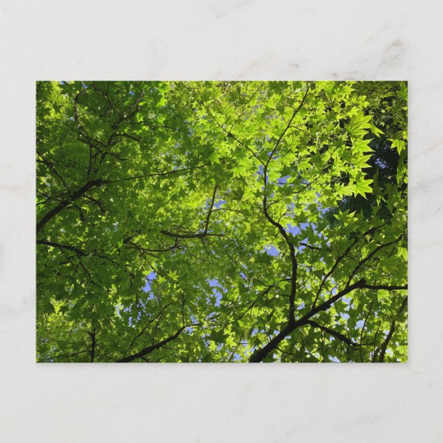 Cartão Postal Maple no Verão (Frente)