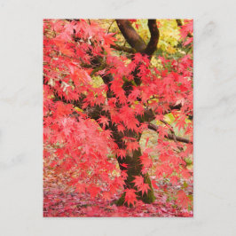 Cartão Postal Maple Tree Postcard