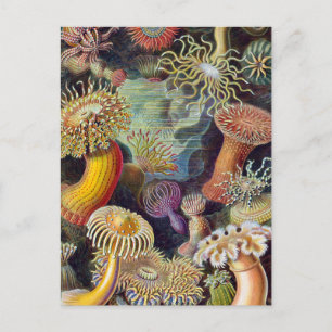 Cartão Postal Mar Anêmona Natureza Científica Oceânica