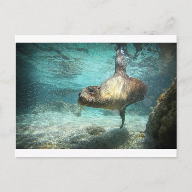 Cartão Postal Mar curioso Galápagos debaixo de água (Frente)
