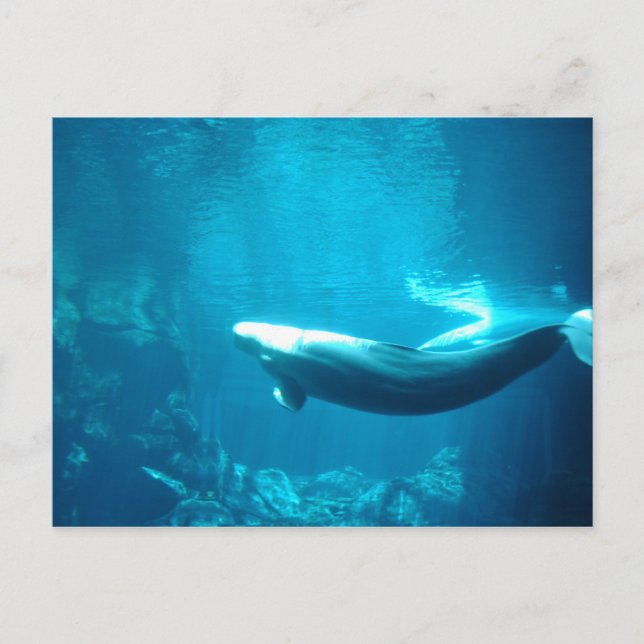 Cartão Postal Mar de Calm (Frente)