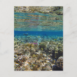 Cartão Postal mar vermelho incrível