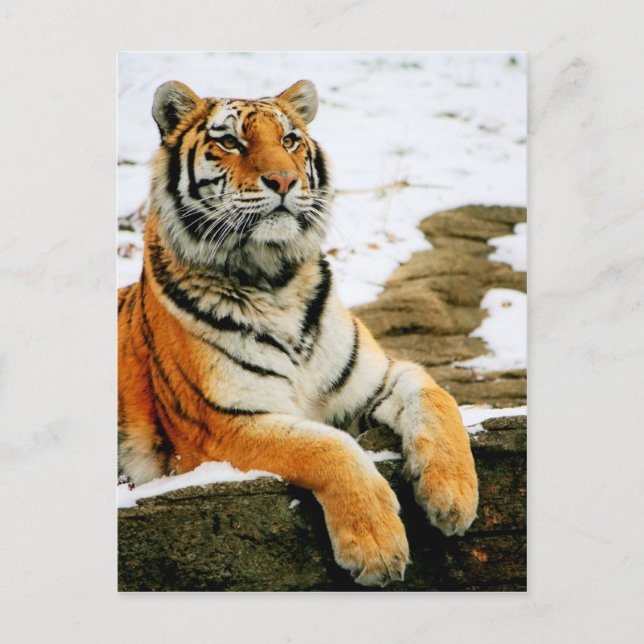 Cartão Postal - Mara - (Frente)