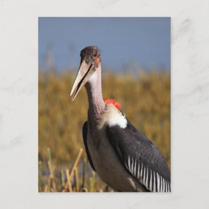 Cartão Postal Marabou