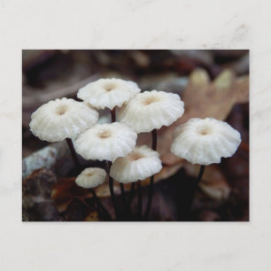 Cartão Postal Marasmius rotul Cartão-postal para Cogumelos