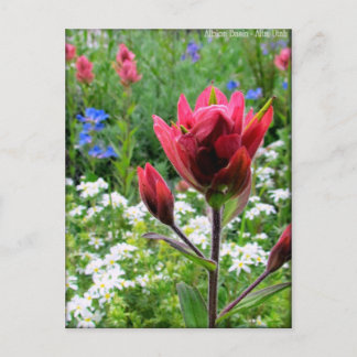 Cartão Postal Maravilha de Flores Selvagens - Albion Basin, Utah