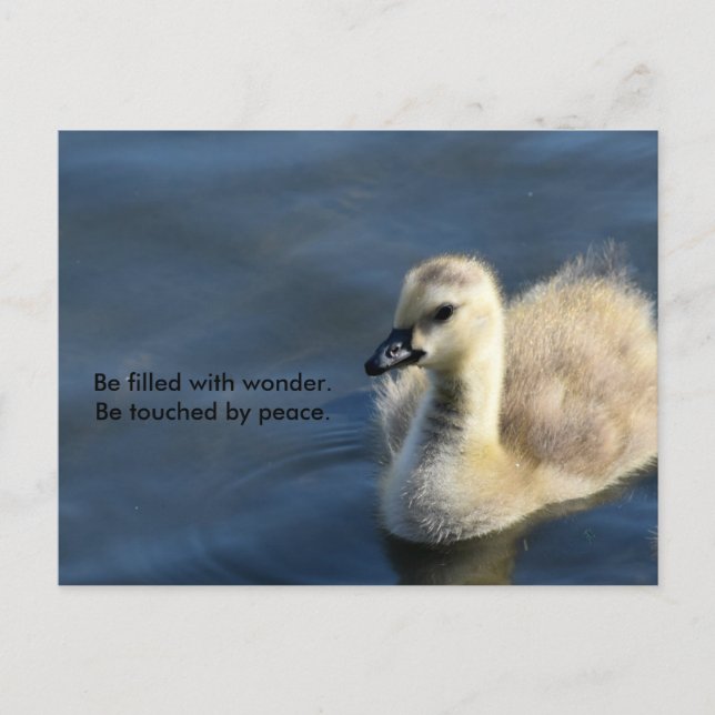 Cartão Postal Maravilha e Paz (Frente)