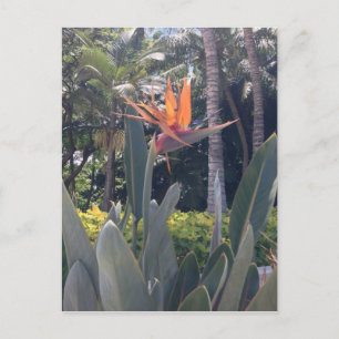 Cartão Postal Maravilhas naturais ao estilo havaiano