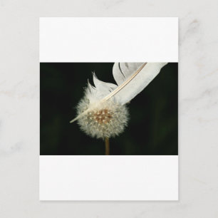 Cartão Postal Maravilhoso Dandelion