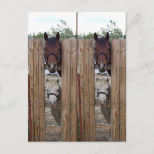 Cartão Postal Marcadores de Cavalo Howdy