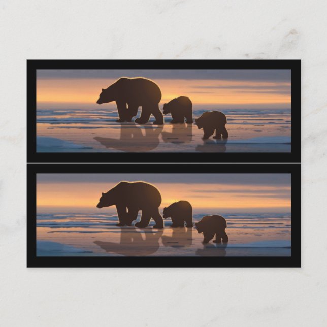 Cartão Postal Marcadores de Livro da Família Polar Bear (Frente)