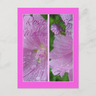 CARTÃO POSTAL MARCADORES DE ROSE MALLOW