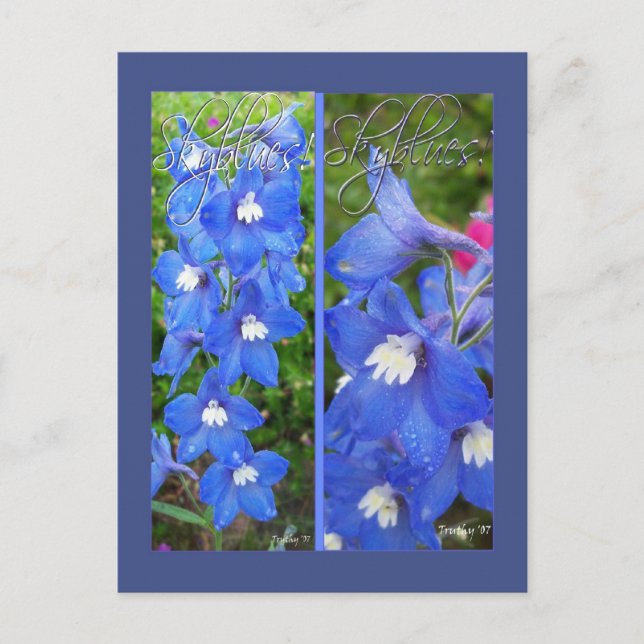 CARTÃO POSTAL MARCAS DE ESQUILO (Frente)