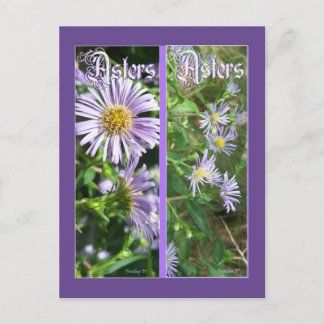 CARTÃO POSTAL MARCAS DE REGISTRO WILD ASTERS