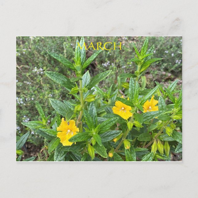 CARTÃO POSTAL MARÇO (Frente)