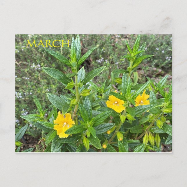 CARTÃO POSTAL MARÇO (Frente)
