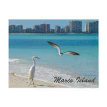 Cartão postal Marco Island Wildlife