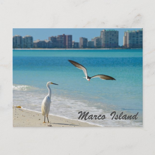Cartão postal Marco Island Wildlife (Frente)
