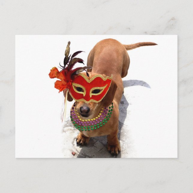 Cartão postal Mardi Gras Dachshund (Frente)