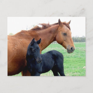 Cartão Postal Mare and Her Colt