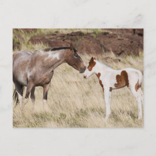 Cartão Postal Mare com Colt