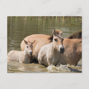Cartão Postal Mare com Foal Cruzando um Rio