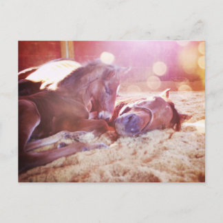 Cartão Postal Mare e Foal