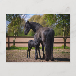 Cartão Postal Mare e foal