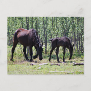 Cartão Postal Mare e foal perfeitamente sincronizados