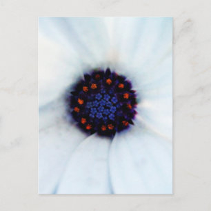 Cartão Postal Margarida Africana Flor