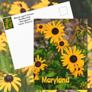 Cartão Postal Margarida-amarala Flor Estadual de Maryland