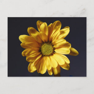 Cartão Postal Margarida Amarela Gerbera