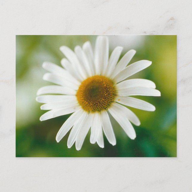 Cartão Postal Margarida Branca de Oxeye - Leucanthemum vulgare (Frente)