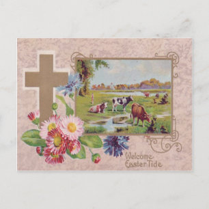 Cartão Postal Margarida da Cruz Cristã Pasto de Vaca