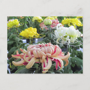Cartão Postal Margarida de Floristas:Cartão-postal